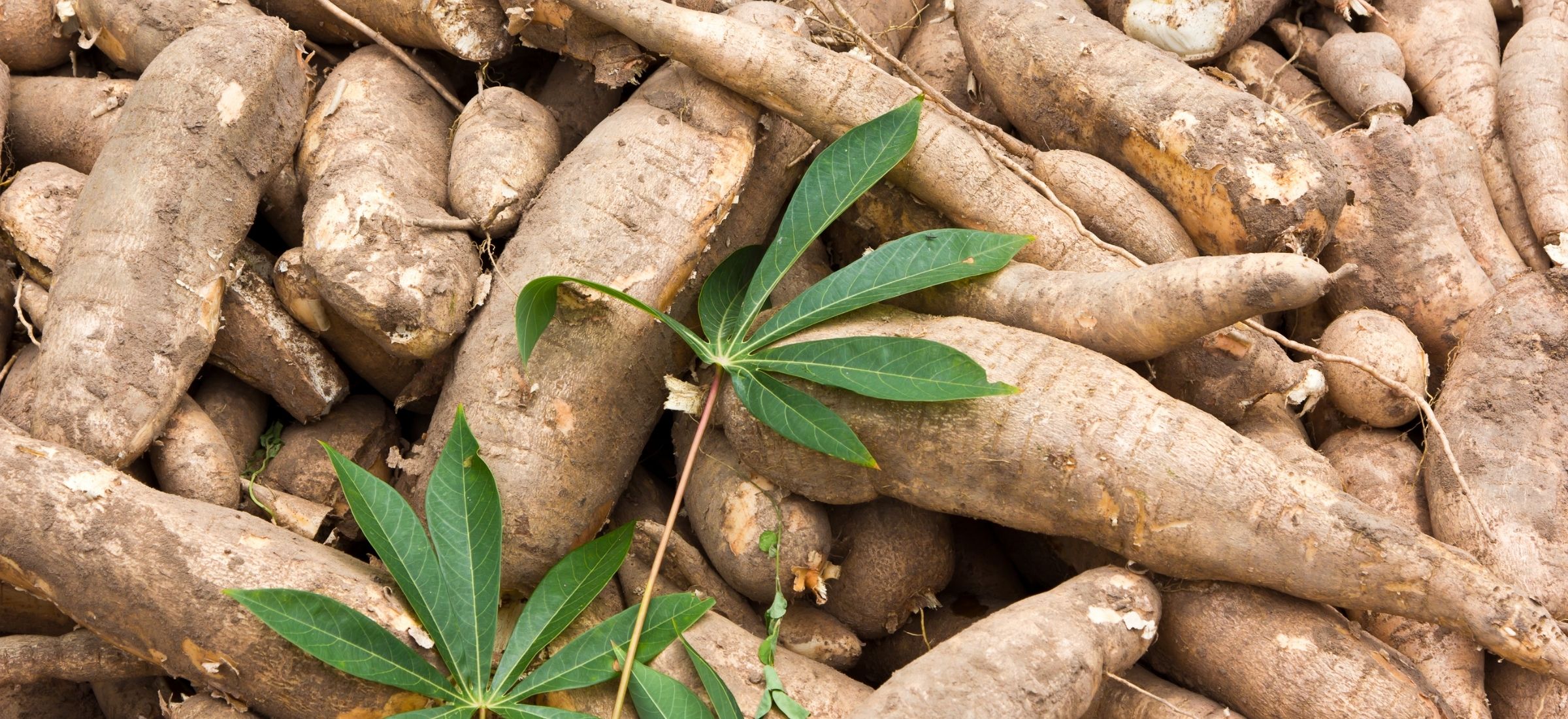 industrial starch supply by scg international