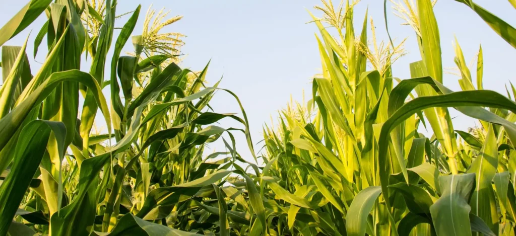 SCG International a leading corn starch supplier from asia