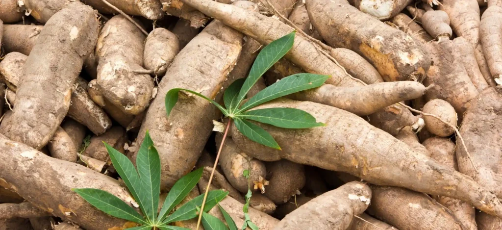 industrial starch supply by scg international