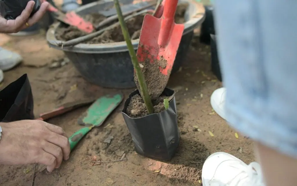 Releases Black Crab Creating Balance, Develop Ecosystem