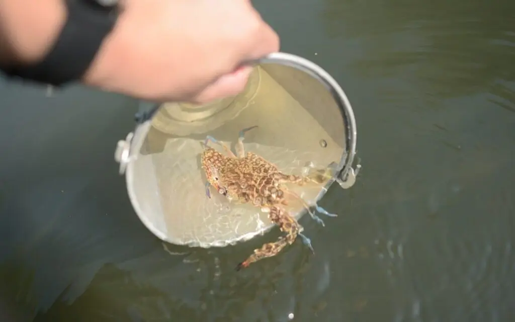 Releases Black Crab Creating Balance, Develop Ecosystem