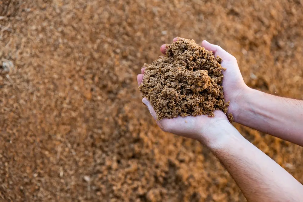 Man holding organic waste to be used for a biomass power plant