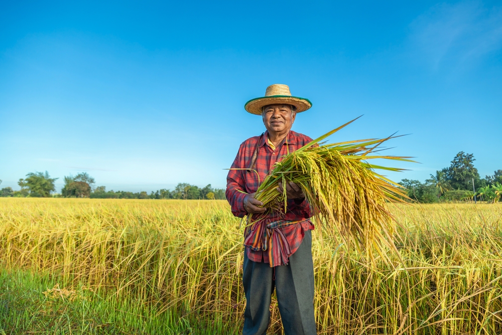 An elderly rice farmer in his field